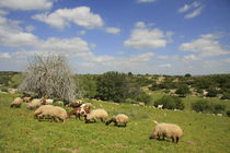 Israel, a flock of sheep in Park Adulam by Hanan Isachar