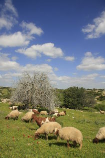 Israel, a flock of sheep in Park Adulam von Hanan Isachar