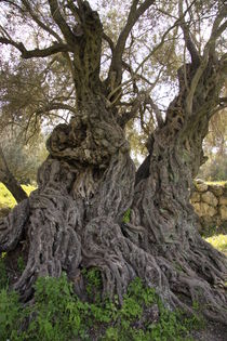 Israel, ancient Olive tree in Beth Gemel by Hanan Isachar