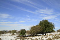 Golan Heights, snow in Odem forest  by Hanan Isachar