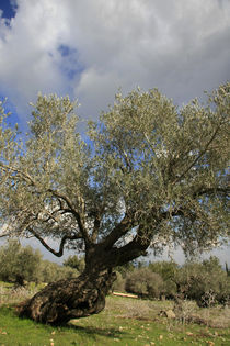 Israel, an Olive grove on Mount Carmel by Hanan Isachar