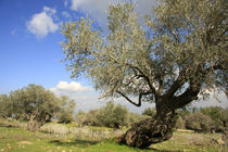 Israel, an Olive grove on Mount Carmel by Hanan Isachar