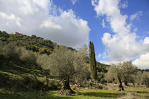 Israel, an Olive grove on Mount Carmel von Hanan Isachar