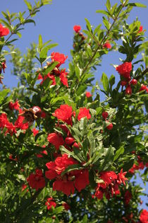 Pomegranate tree flowers by Hanan Isachar