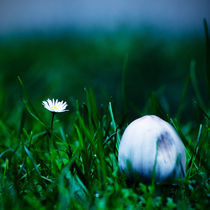 Daisy and mushroom on grass by phardonmedia