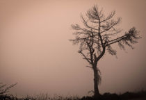 Foggy Twilight  by Tiago Pinheiro