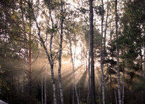 Light through the trees by Andrew McClure