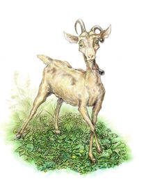 Bambi the goat by klekettle