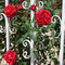 Algarve-roses0113