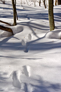 Tracks in Snowy Woods by Louise Heusinkveld