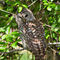 Barred-owl5397