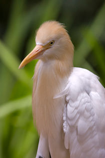 Cattle Egret by Louise Heusinkveld