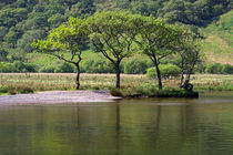 Trees on the Lake Shore in England's Lake District by Louise Heusinkveld