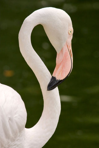 Flamingo925