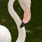 Flamingo925