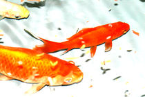 Goldfische im Aquarium - Poster by jaybe