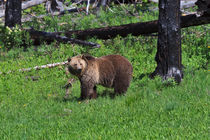 Grizzly in Yellowstone Park by Louise Heusinkveld