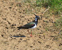 Northern Lapwing by Louise Heusinkveld