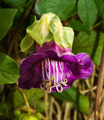 Rich Purple Bloom by Louise Heusinkveld