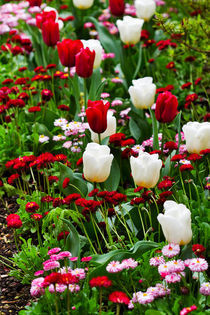 Red and White for a Spring Flowerbed by Louise Heusinkveld