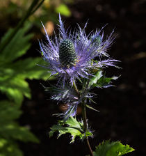 Sunlit bloom of Alpine Sea Holly by Louise Heusinkveld