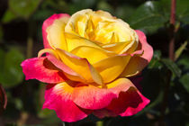 Beautiful Yellow and Red Rose by Louise Heusinkveld