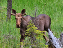 Young Bull Moose by Louise Heusinkveld