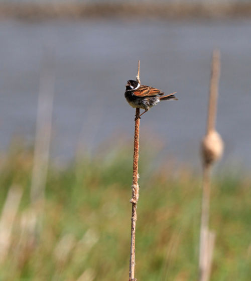Reed-bunting0381