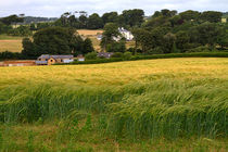 Waving Field of Grain by Louise Heusinkveld