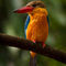 Stork-billed-kingfisher0440