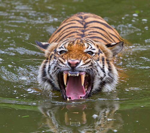 Sumatran-tiger4367