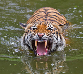 Sumatran-tiger4367
