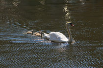 Swan and Cygnets by Louise Heusinkveld