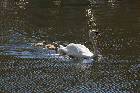 Swan-and-cygnets0495