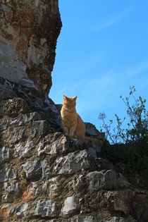 Cat on a Wall by Louise Heusinkveld