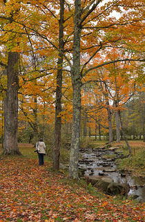 A walk in the woods in autumn von Louise Heusinkveld