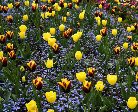 Yellow-tulips