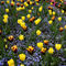 Yellow-tulips