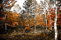 autumn in the forest by Maciej Juszczak