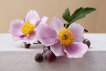 Japan-Anemone by pichris