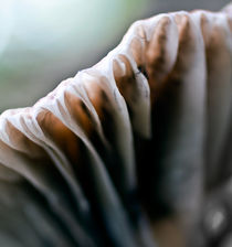 Abstract Mushroom v.1 by Amos Edana