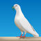 Dove-of-peace