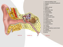 ear anatomy by Miro Kovacevic