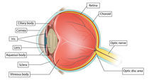 eye anatomy von Miro Kovacevic