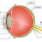 Eye-anatomy