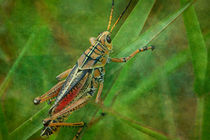 Florida Grasshopper by Marie Luise Strohmenger