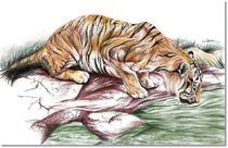 Tiger by Rinn Phoenix