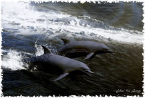 Dolphins by Ken Leamy