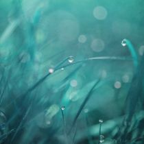 morning droplets by Priska  Wettstein