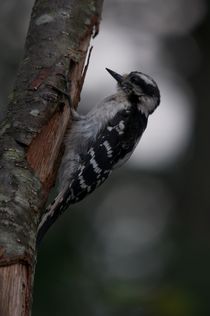 Downy Woodpecker climbing by grimauxjordan